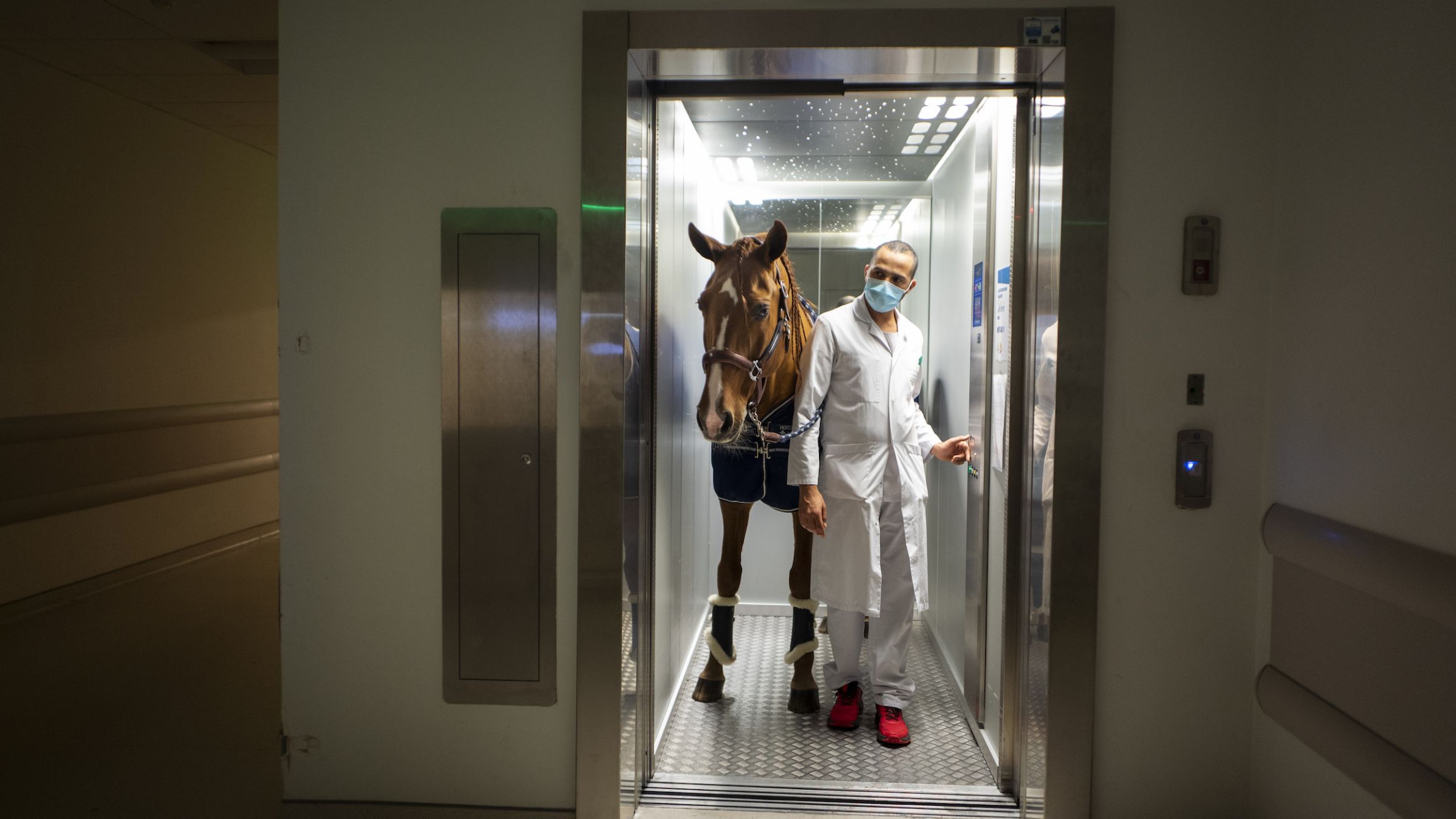 Le cheval qui murmurait à l’oreille des malades