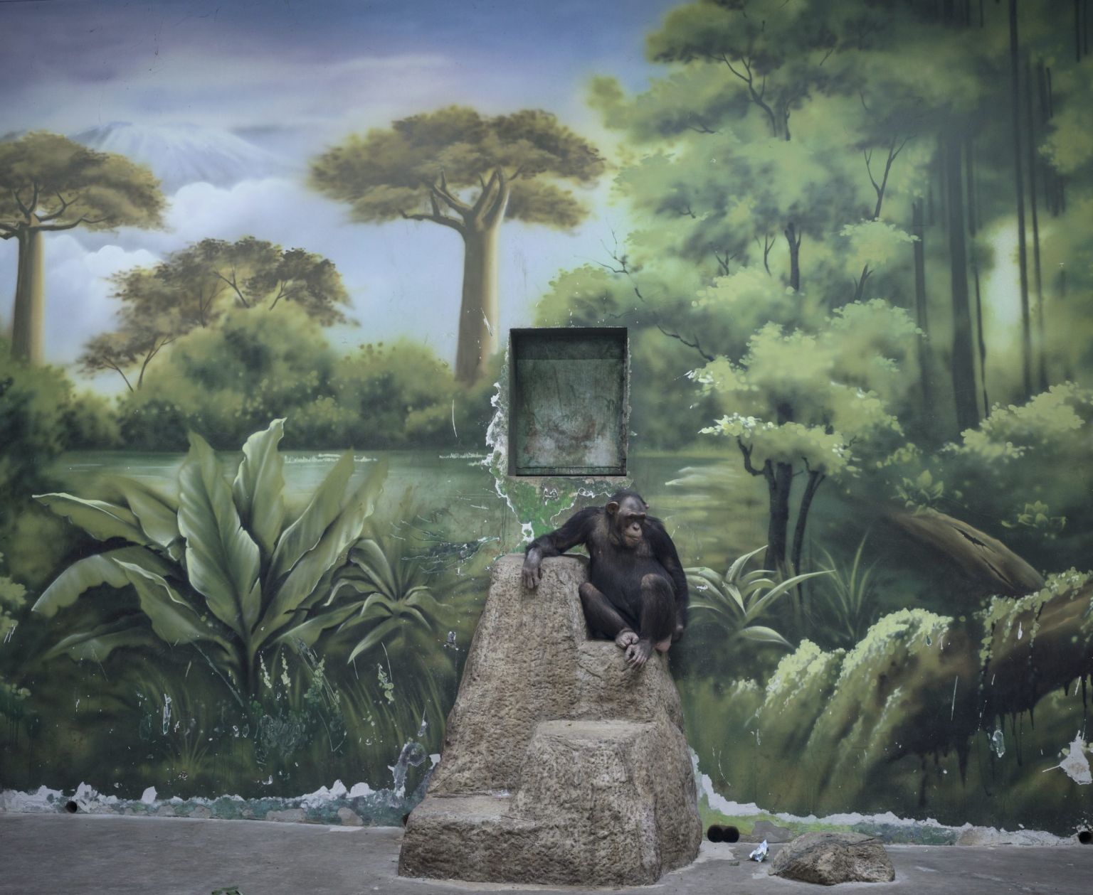 un chimpanzé devant un mur peint